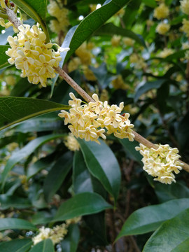桂花