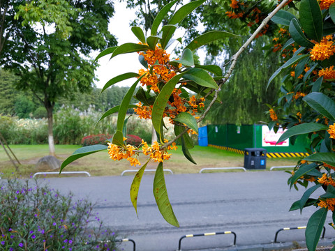 桂花