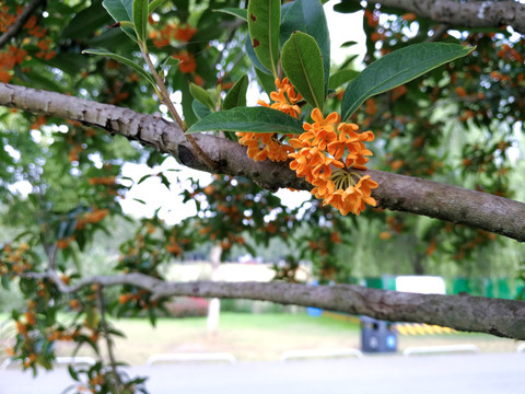桂花