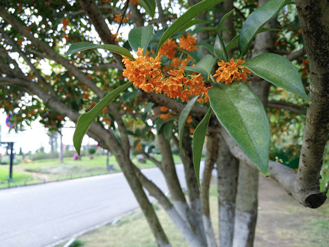 桂花