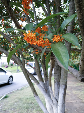 桂花