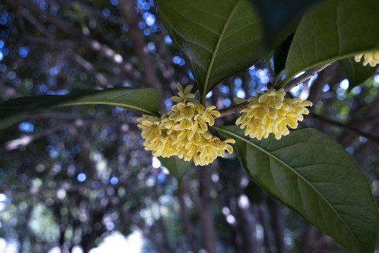 桂花