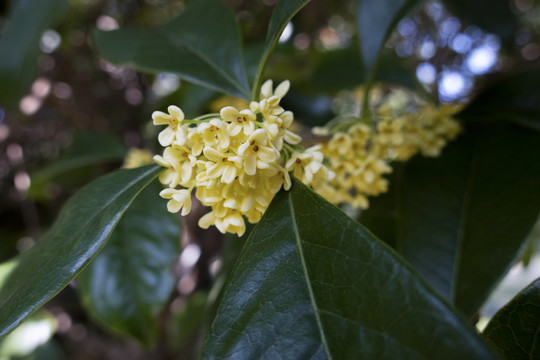 桂花