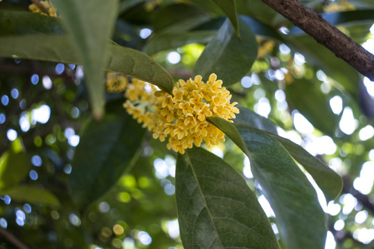 桂花