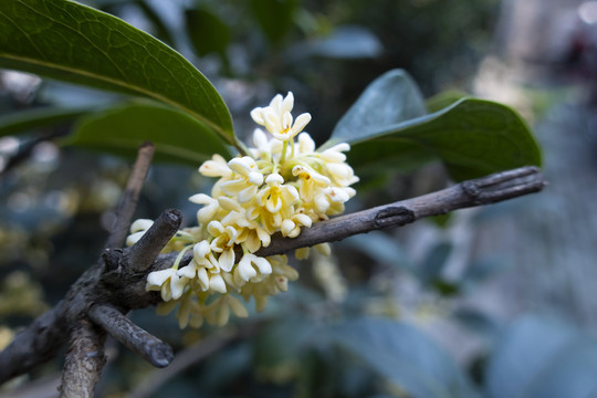 桂花