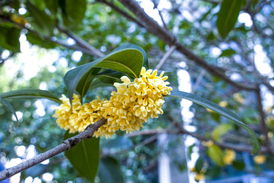 桂花