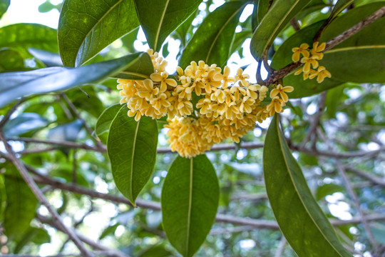 桂花
