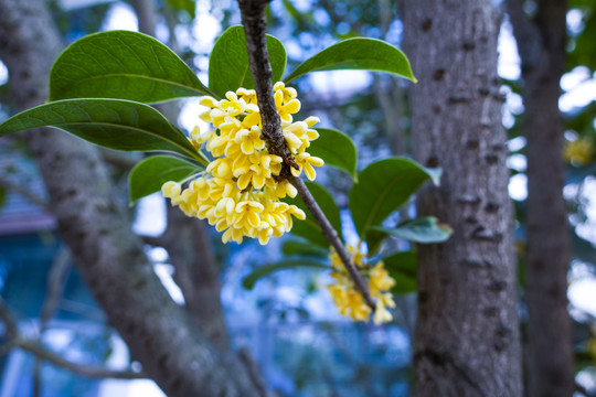 桂花