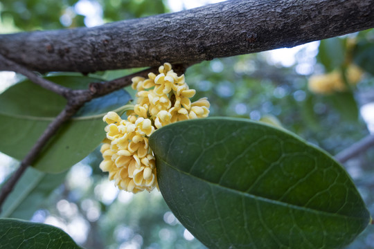 桂花