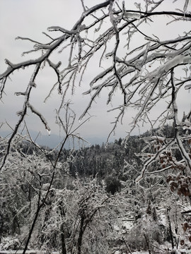 树枝上的雪