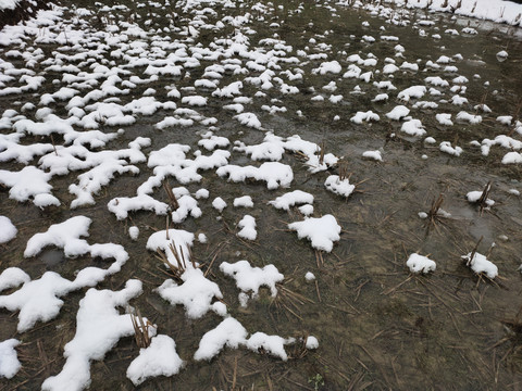 田中雪