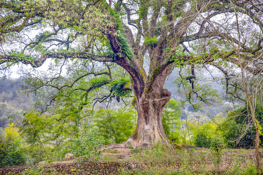 千年老樟树