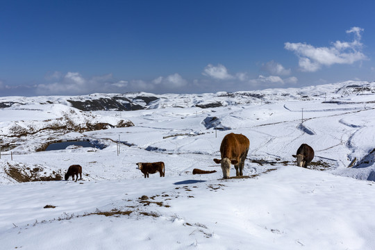 昭通大山包雪山蓝天白云