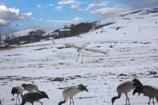 黑颈鹤雪地湿地越冬