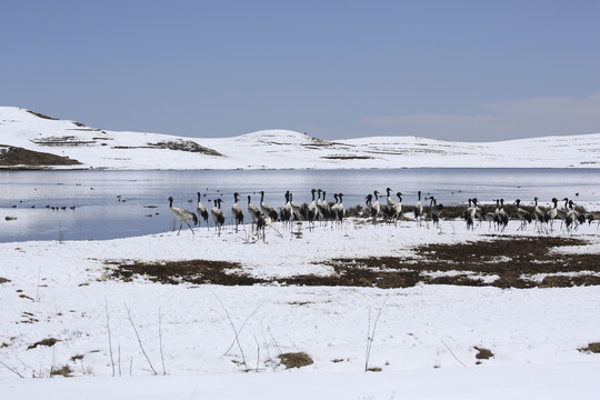 黑颈鹤雪地