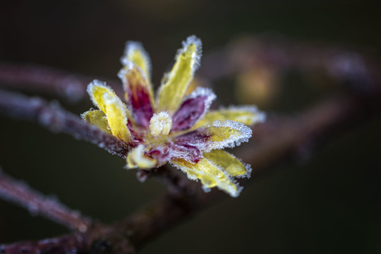 微距冰霜蜡梅花