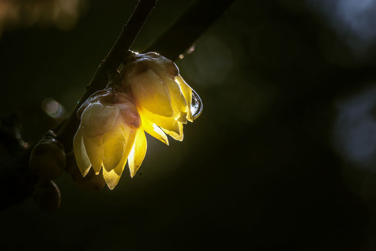 逆光水珠蜡梅花