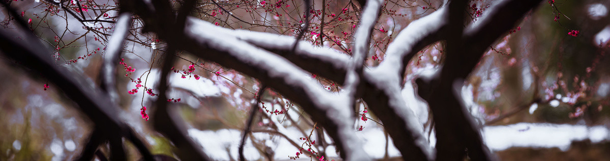 宽幅雪中红梅全景图