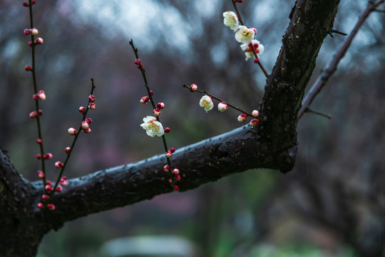 武汉东湖梅园的梅花