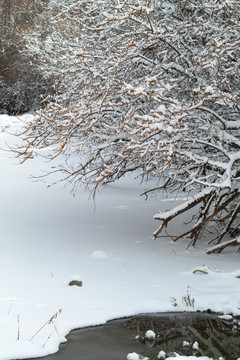 冰雪中的沙棘树沙棘树