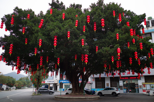 挂满红灯笼的榕树