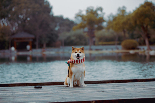 宠物柴犬高清写真