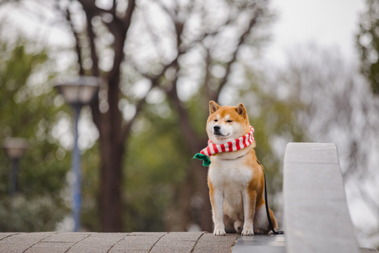 宠物柴犬高清写真