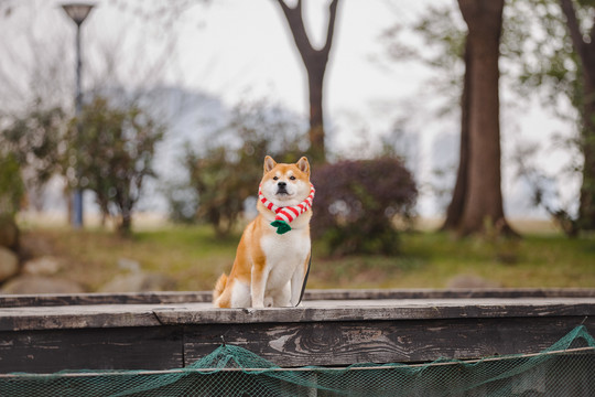 宠物柴犬高清写真