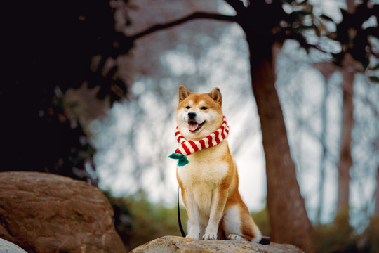 宠物柴犬高清写真