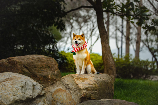 柴犬宠物高清写真