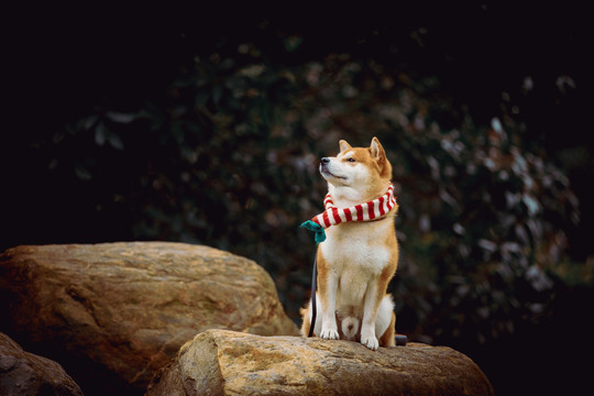 宠物柴犬高清写真