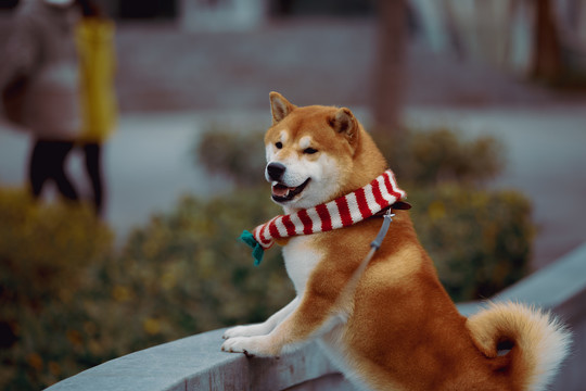 宠物柴犬高清写真