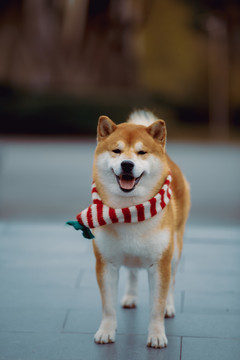 宠物柴犬高清写真