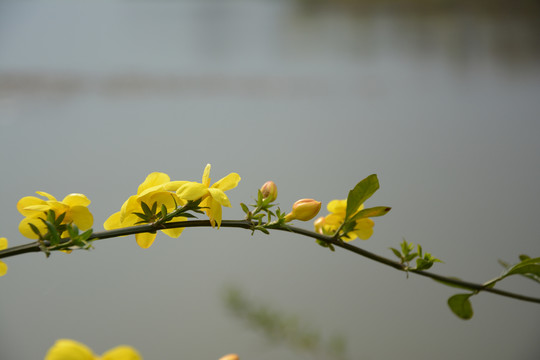 迎春花绽放