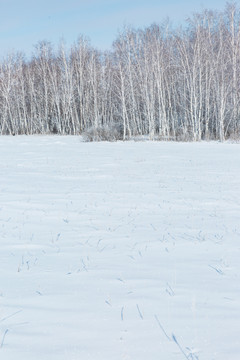 冬季白桦林雪原