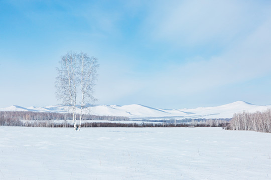 雪原雪山一棵树