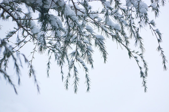 雪后的城市