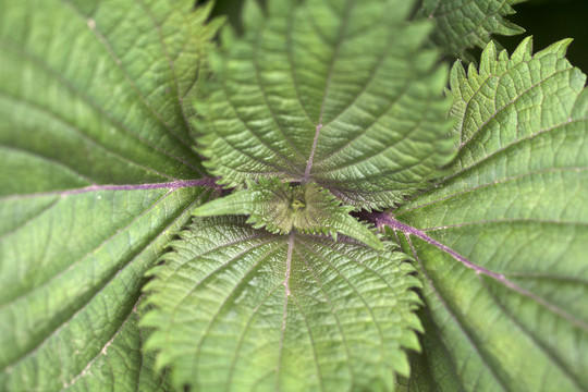 生长的苏子芽尖特写拍摄