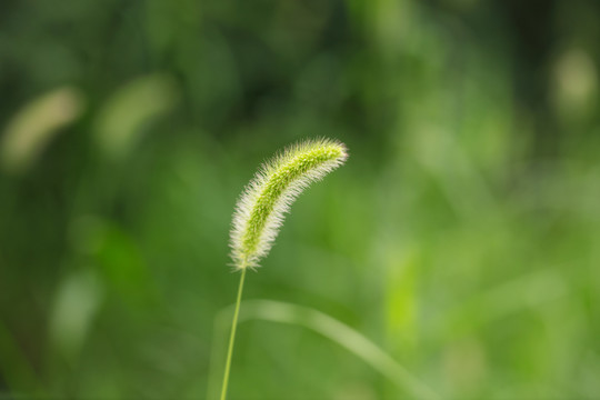 一棵狗尾巴草特写