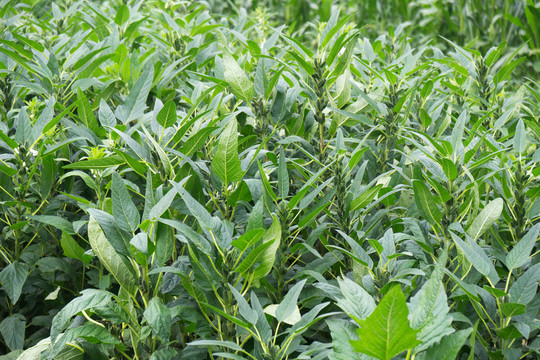 中国北方夏末的芝麻田