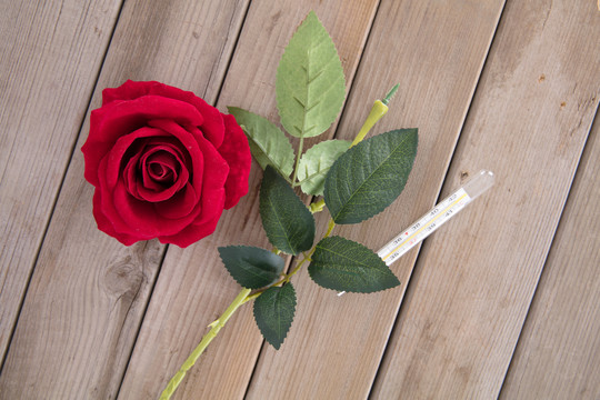 红玫瑰和水银体温计