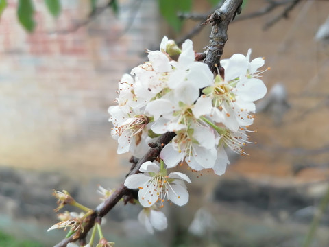 李花