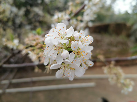 李花