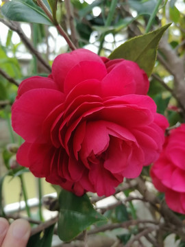 茶花