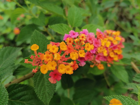 彩色花