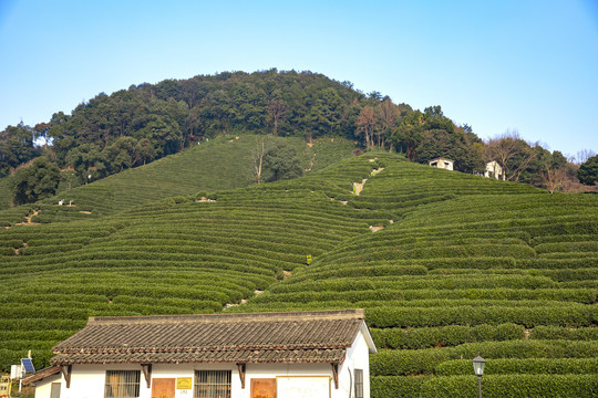 龙井茶山