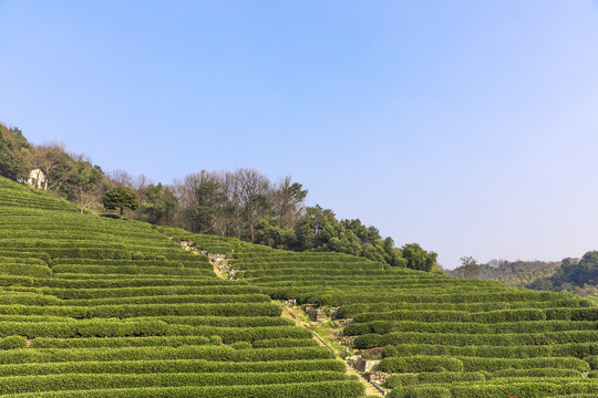 龙井茶山