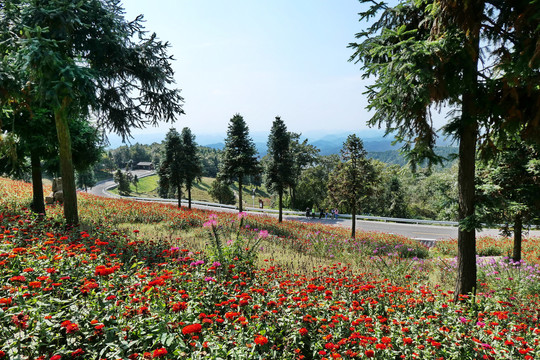 高山花海