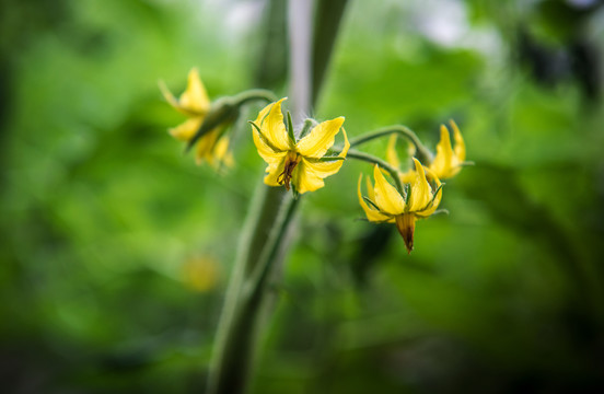 番茄花