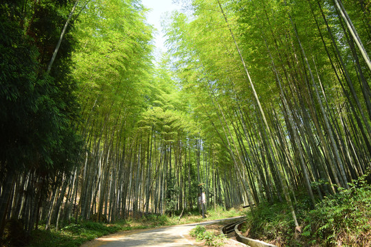 云阳山竹林